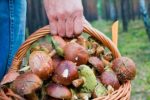 Як розпізнати вид гриба - їстівний чи смертельно небезпечний